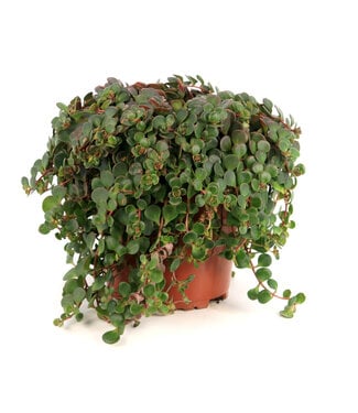 Sedum Coral Reef 1 gal.