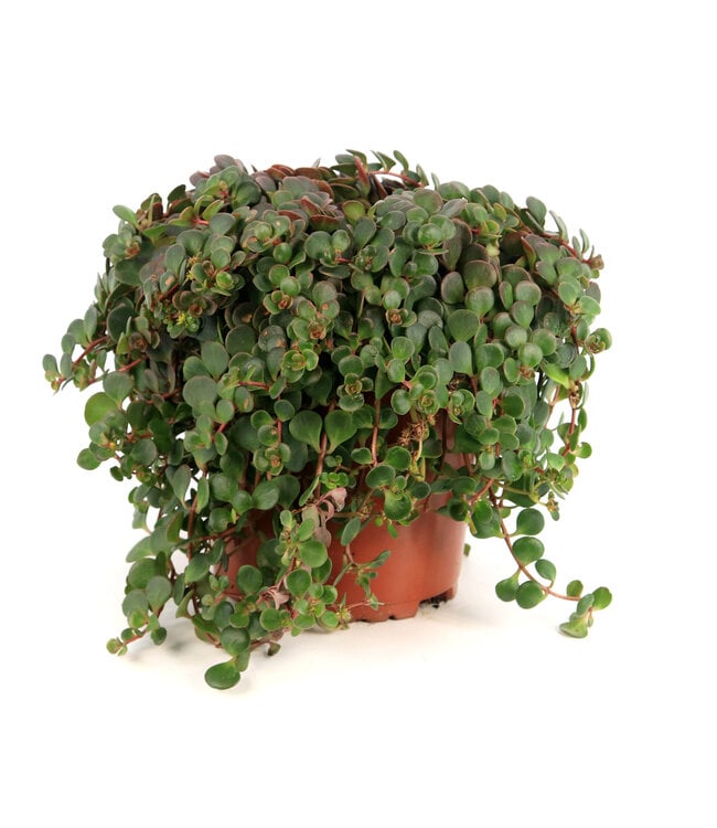 Sedum Coral Reef | Couvre-sol vivace coloré