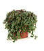 Sedum Coral Reef | Couvre-sol vivace coloré