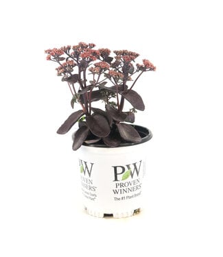 Sedum Back in Black 1 gal