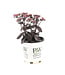 Sedum Back in Black 1 gal | Feuillage presque noir