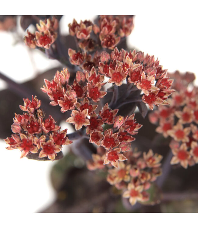 Sedum Back in Black 1 gal | Feuillage presque noir