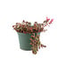 sedum dragon blood 1gal