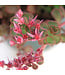Sedum Dragon's Blood 1gal | Couvre-sol au feuillage rouge