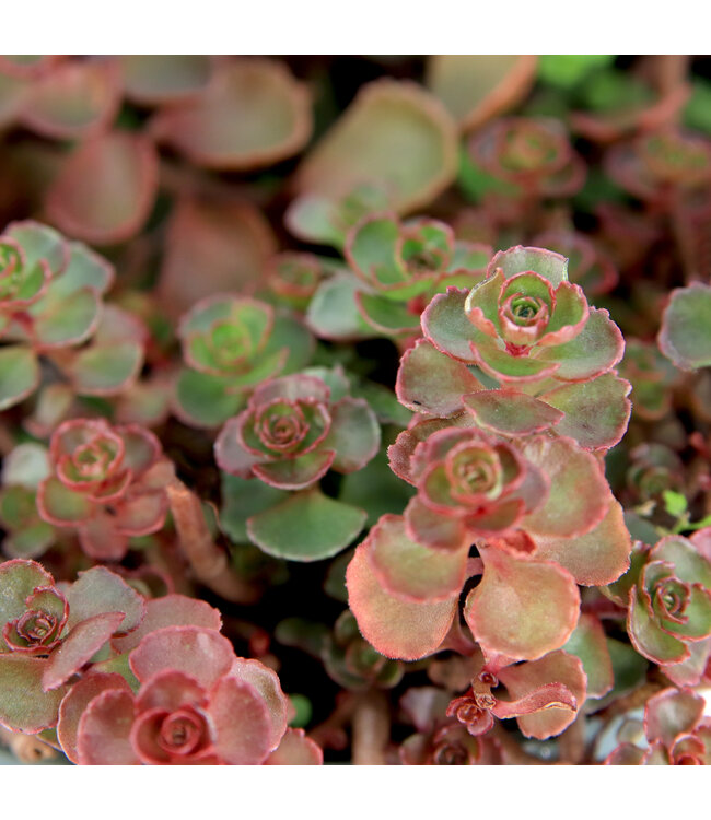 Sedum Dragon's Blood 1gal | Couvre-sol au feuillage rouge