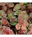 Sedum Dragon's Blood 1gal | Couvre-sol au feuillage rouge