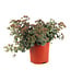 Sedum Spathulis 1 gal.