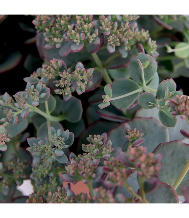 Sedum Spathulis 1 gal. | Couvre-sol succulent