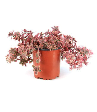 Sedum SunSparkler Wildfire 1 gal.