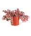 Sedum SunSparkler Wildfire 1 gal. | Feuillage rouge et rose