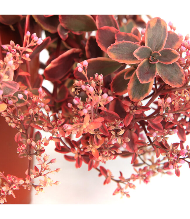Sedum SunSparkler Wildfire 1 gal. | Feuillage rouge et rose