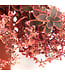 Sedum SunSparkler Wildfire 1 gal. | Feuillage rouge et rose