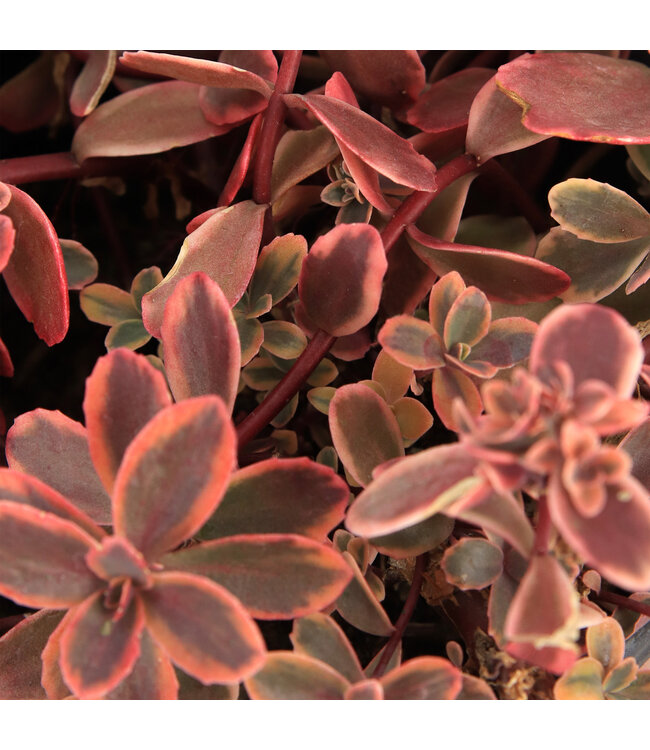 Sedum SunSparkler Wildfire 1 gal. | Feuillage rouge et rose
