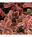 Sedum SunSparkler Wildfire 1 gal. | Feuillage rouge et rose