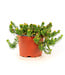 Sedum Angelina 1 gal