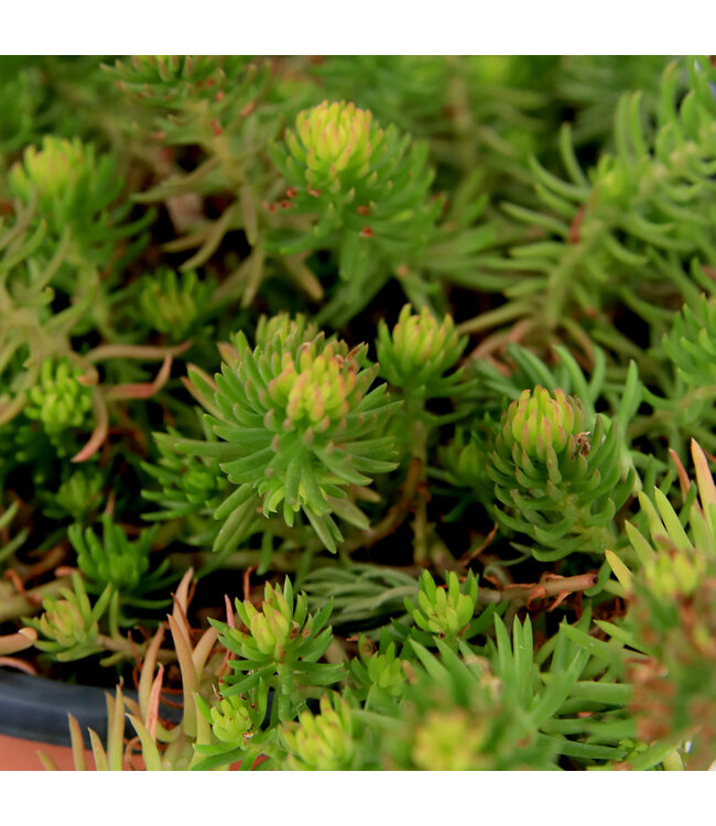 Sedum Angelina 1 gal | Couvre-sol au feuillage doré