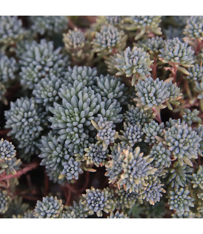 Sedum Purple Form 1 gal | Couvre-sol bleuté et pourpre