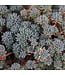 Sedum Purple Form 1 gal | Couvre-sol bleuté et pourpre