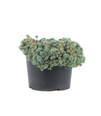 Sedum Purple Form 1 gal