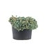 Sedum Purple Form 1 gal