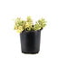 Sedum Atlantis 1 gal | Feuillage panaché vert et crème