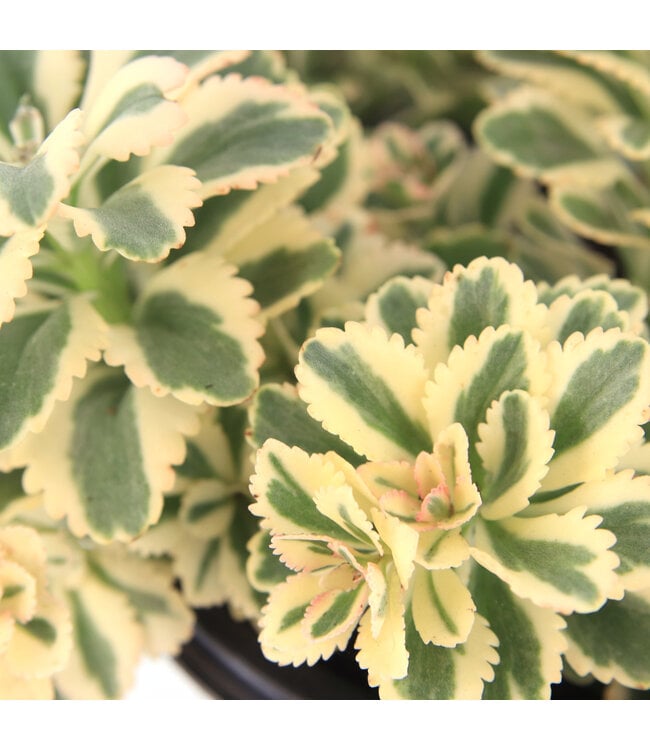 Sedum Atlantis 1 gal | Feuillage panaché vert et crème