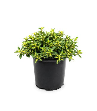 Euonymus Moonshadow 2gal