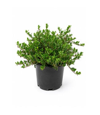 Arctostaphylos Uva-ursi Massachussets 1 gal