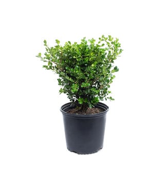 Buxus Green Gem 2gal