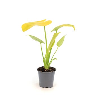 Monstera Super Golden
