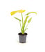 Monstera Super Golden 4 po | Monstera peu commune à panachure jaune doré