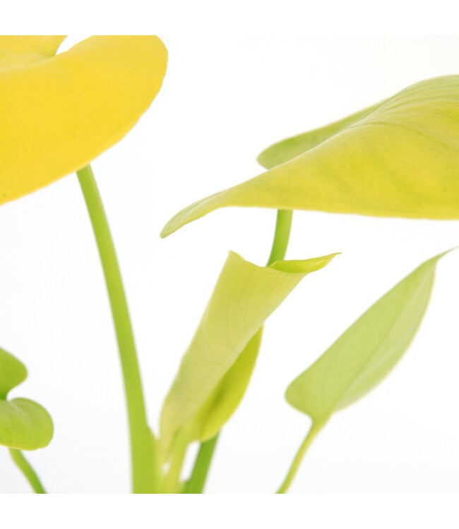 Monstera Super Golden 4 po | Monstera peu commune à panachure jaune doré