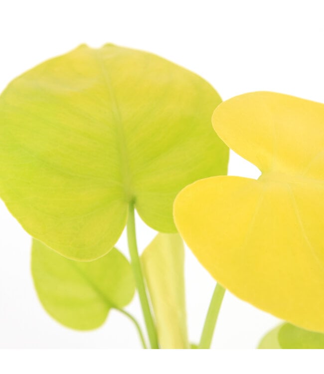 Monstera Super Golden 4 po | Monstera peu commune à panachure jaune doré