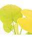 Monstera Super Golden 4 po | Monstera peu commune à panachure jaune doré