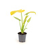 Monstera Super Golden 4 po | Monstera peu commune à panachure jaune doré