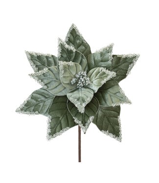 Tige de poinsettia sauge
