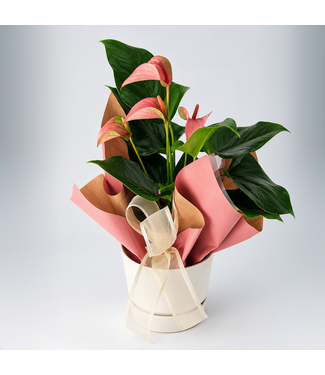 Signé Garneau Anthurium | Octobre rose pour la Fondation cancer du sein Québec