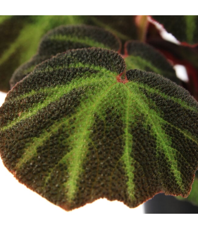 Begonia Soli Mutata | Le caméléon végétal