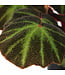 Begonia Soli Mutata | Le caméléon végétal