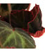 Begonia Soli Mutata | Le caméléon végétal