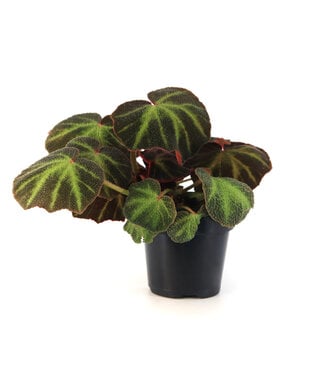 Begonia Soli Mutata 4 po