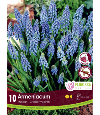 Muscari Americanum 10 unités