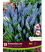 Muscari Americanum 10 unités