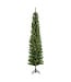 Sapin Darwin crayon | Sapin étroit