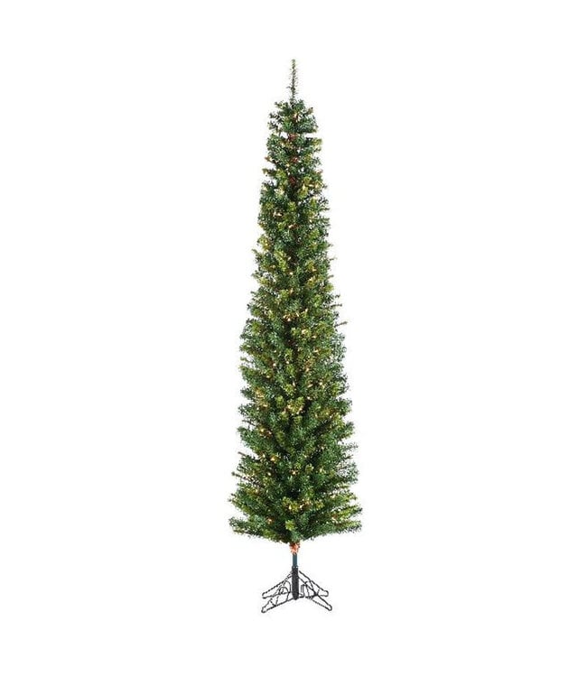 Sapin Darwin crayon | Sapin étroit