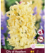 Jacinthe City of Haarlem | Un printemps jaune tendre