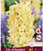 Jacinthe City of Haarlem | Un printemps jaune tendre