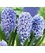 Hyacinthus Delft Blue | Une magnifique floraison bleue