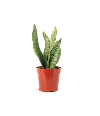 Sansevieria Robusta 4 po