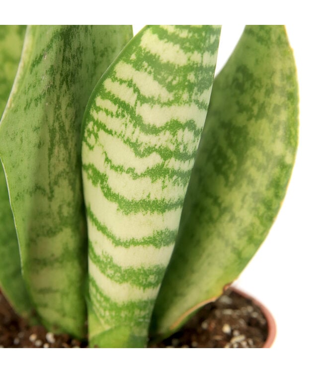 Sansevieria Robusta 4 po | Du vert, tout simplement
